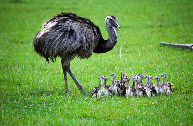 Фото: © global_wildlife