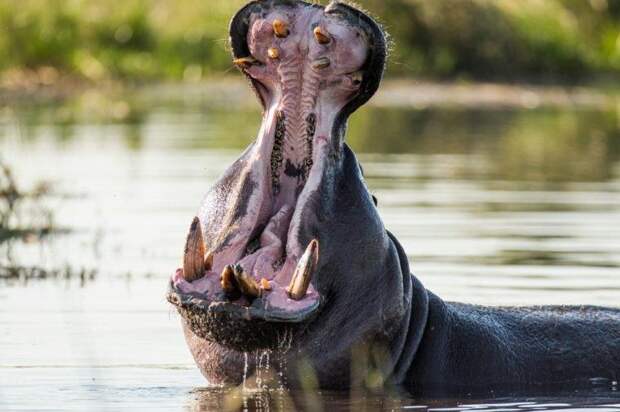 12 животных, чьи укусы могут иметь серьезные последствия для нашего здоровья