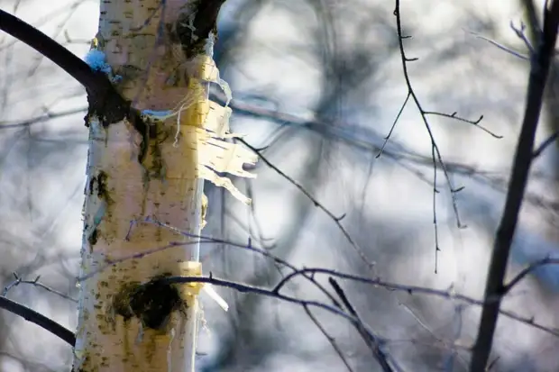 Компания «Биологическое предприятие» планирует построить завод по производству бетулина