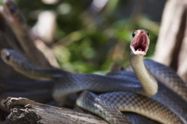 12 животных, чьи укусы могут иметь серьезные последствия для нашего здоровья