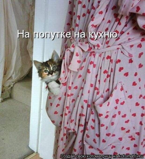 Лучшие котоматрицы недели