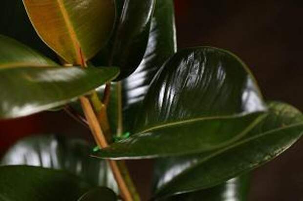 Блестящие листья фикуса