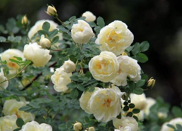 Чайная роза: посадка, уход, популярные сорта