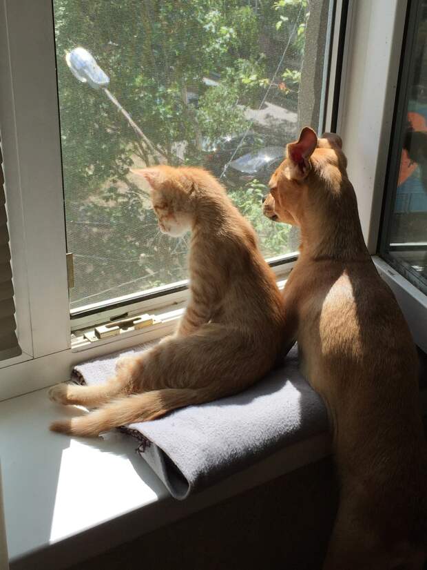 котенок и собака у окна