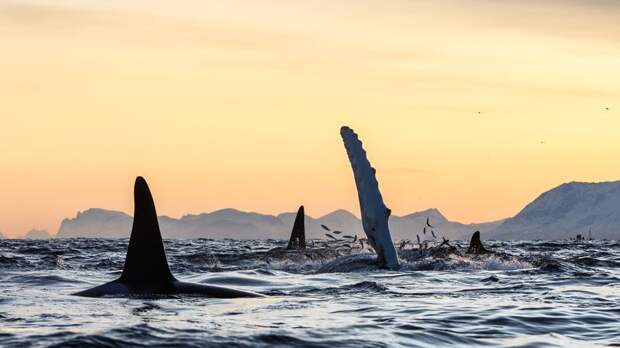 Потрясающие фотографии китов и косаток у побережья Норвегии Морские млекопитающие, кит, киты, косатка, косатки, морские животные, норвегия, фотографии животных
