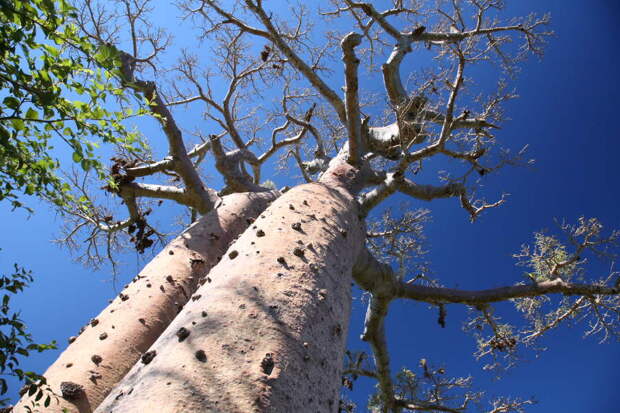 533 Аллея баобабов