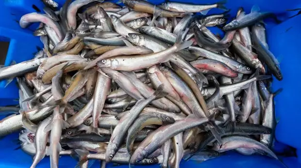 Цены на корюшку в Петербурге могут упасть на 40% во время майских праздников