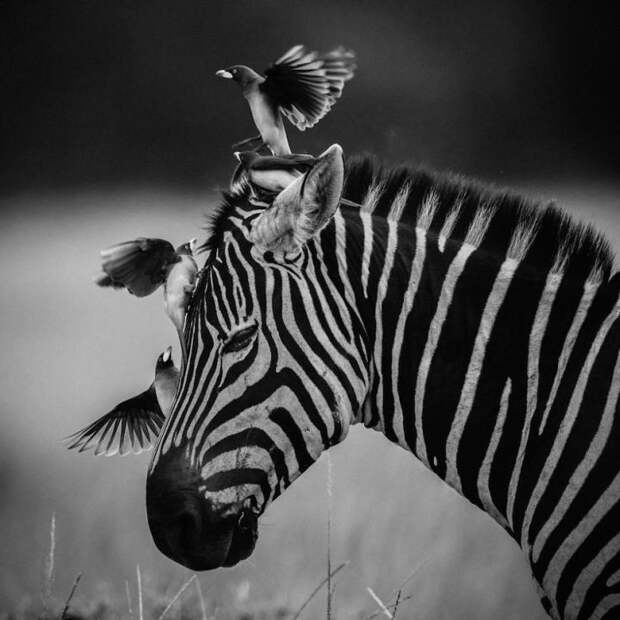черно белые фотографии африканской дикой природы (2)