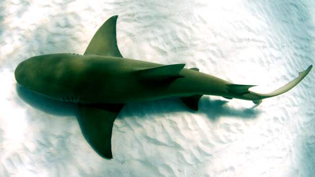 TikToker Escapes Shark Attack By Punching It Repeatedly In Face