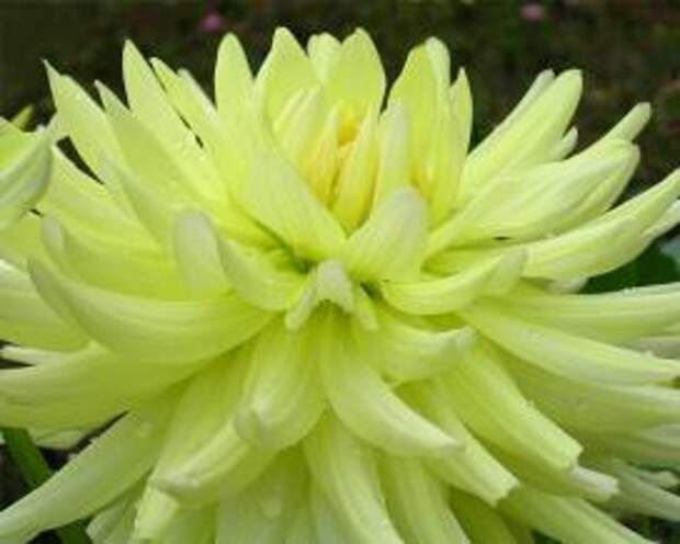 Георгина многолетняя (Yellow dahlia)