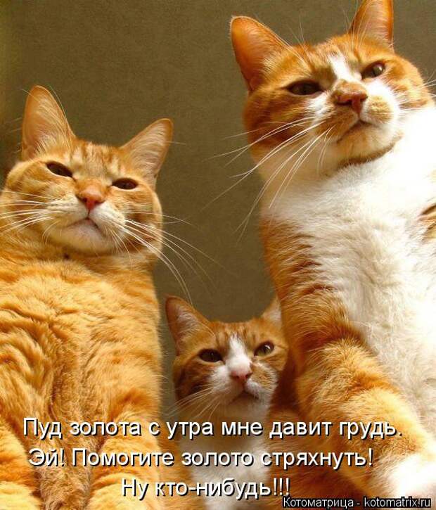 Котоматрица: Пуд золота с утра мне давит грудь. Эй! Помогите золото стряхнуть! Ну кто-нибудь!!!