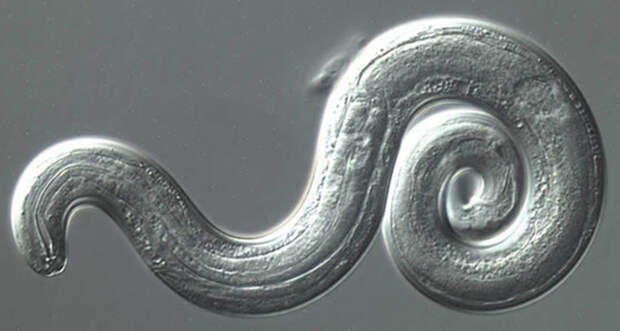rat lungworm