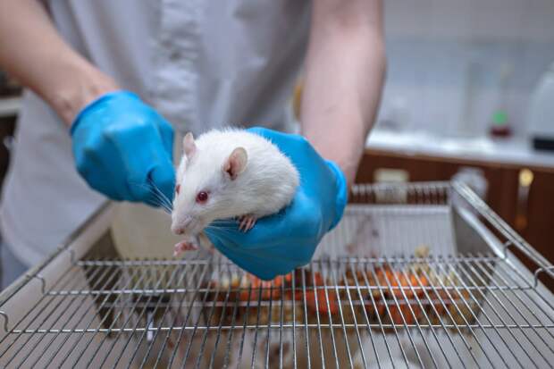Тесты на животных: как крысы спасают людей, исследования под наркозом и куда уходят грызуны на "пенсии"