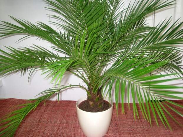 Вот такая красивая пальма может вырасти дома из косточки финика. /Фото: udobreniya.net