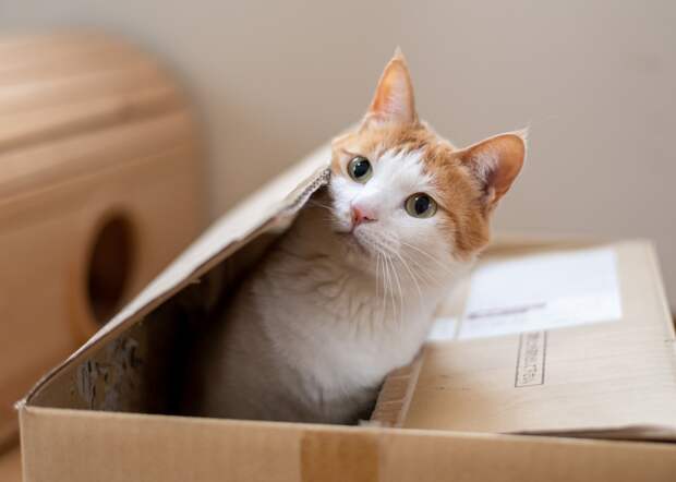 Раненого кота отправили посылкой без воды и еды