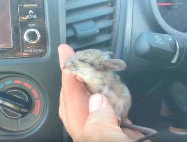 мышь в машине