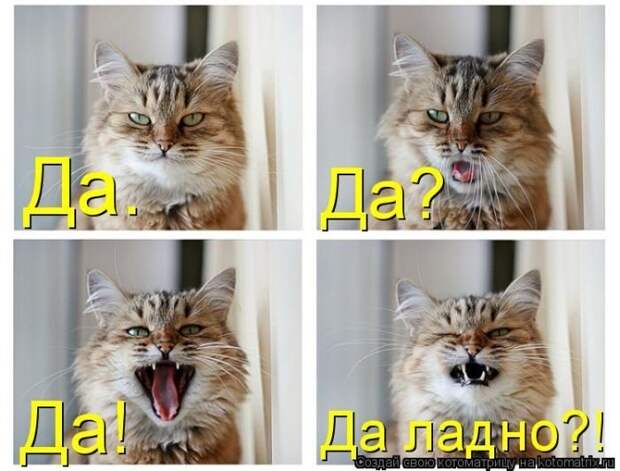 Выпуск 272: Красочные и улыбающие котоматрицы (30 фото)
