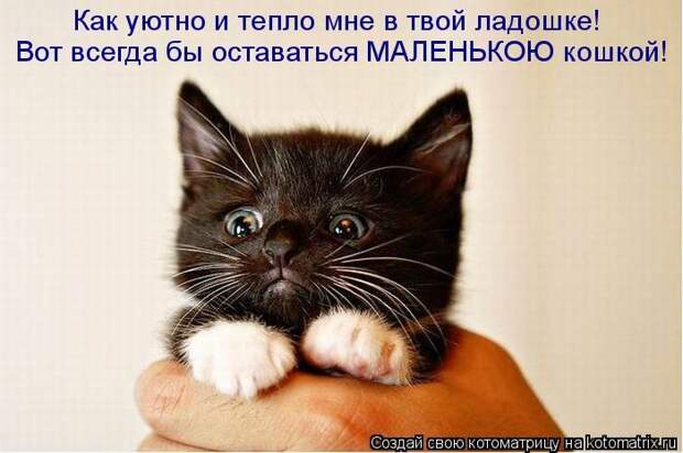 Лучшие котоматрицы недели (50 фото) Лучшие котоматрицы недели (50 фото)