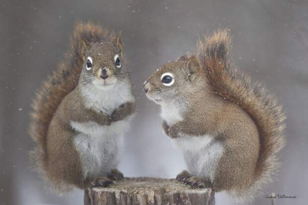 Фотография забавная жизнь белок Andre Villeneuve Фотография забавная жизнь белок Andre Villeneuve