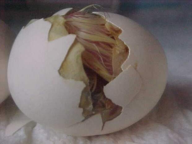 fromeggtochick25 Как из яйца развивается курица