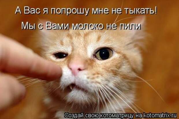 Пятничная котоматрица
