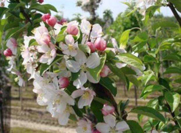 цветы яблони John Downie