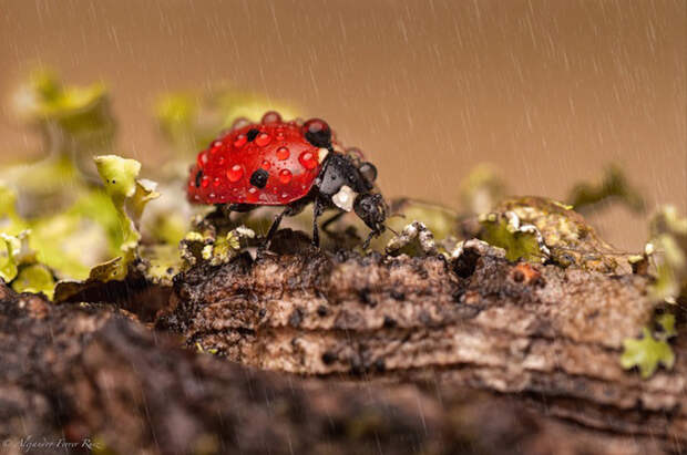 Ladybugs 4 Божьи коровки в каплях дождя