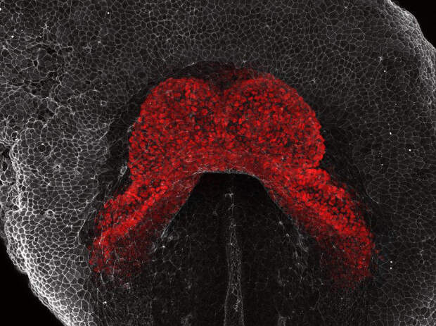 Сердце развивающегося эмбриона мыши