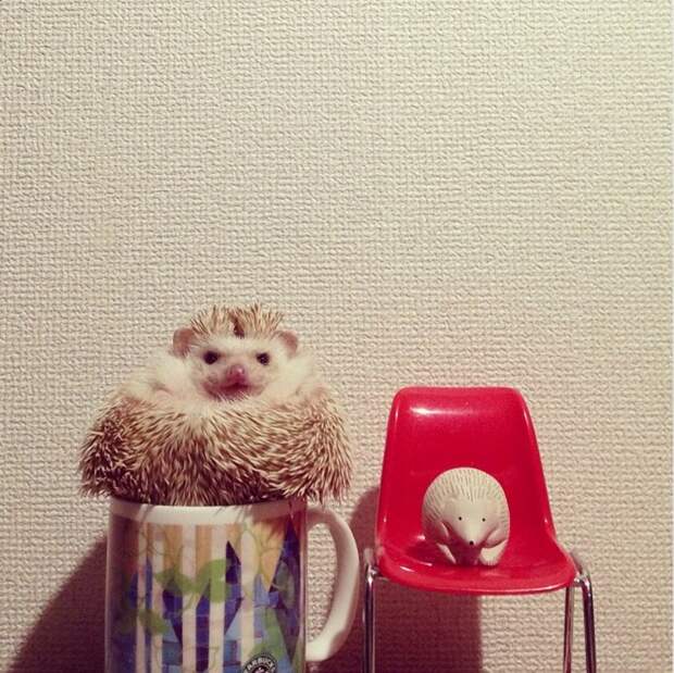 Hedgehogs14 Ёжики настоящие и нет
