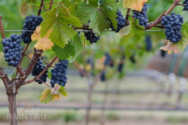 Умный виноградник: формировка на шпалере или беседке