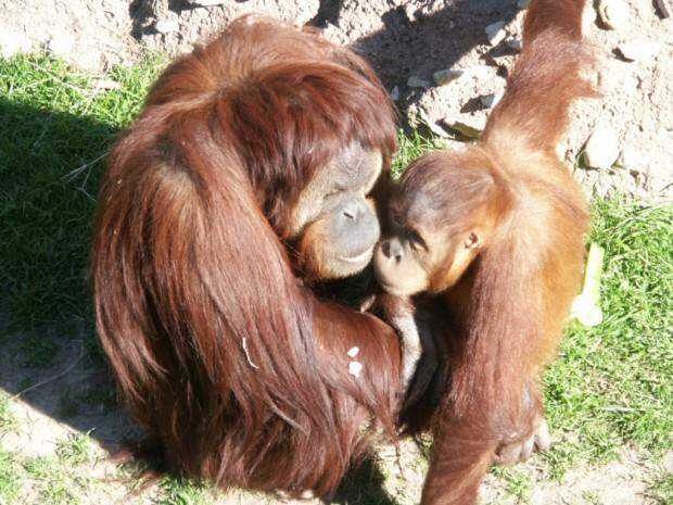 Орангутаны (лат. Pongo) (англ. Orangutan)