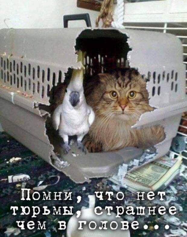 Подборка картинок. Дневной выпуск (20 фото)
