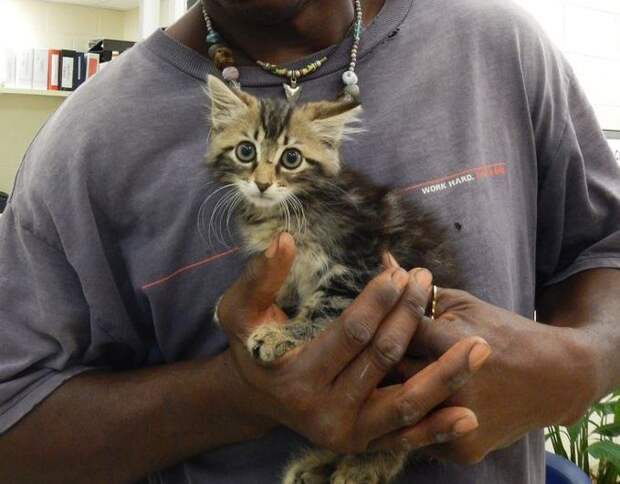 Мужчина спас котенка, разрезав свой новый пикап авто, автомобили, видео, животные, коты