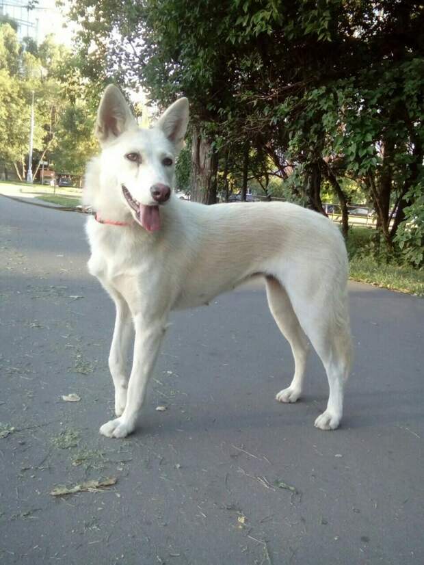 Айта/фото из архива приюта