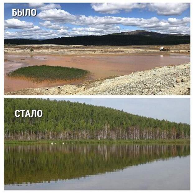 На «самой грязной» реке Челябинской области поселились лебеди