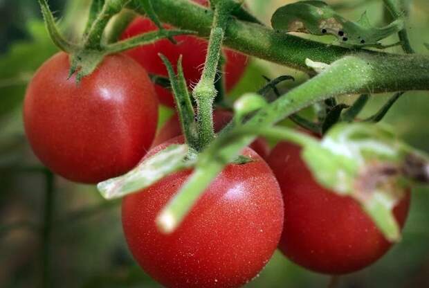 Раствор для опрыскивания томатов по листу борется с пустоцветами: завяжется множество плодов