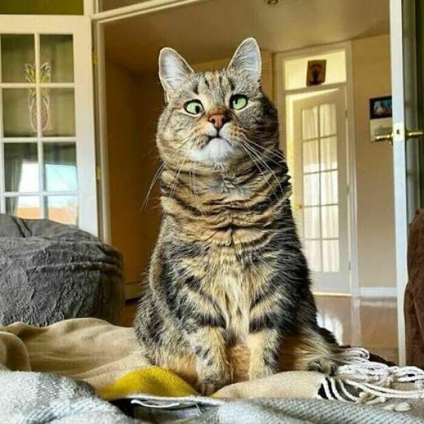 Уморительные котейки, которые сломались