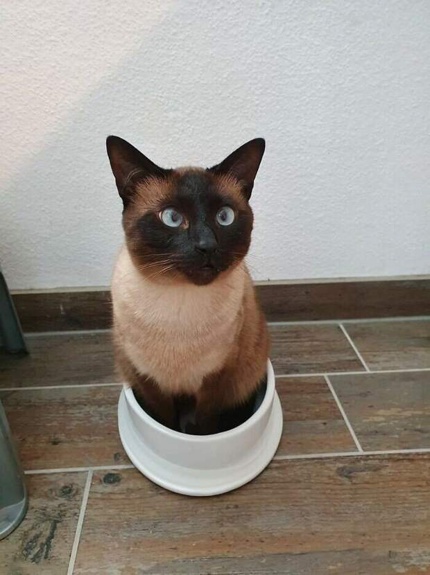 Уморительные котейки, которые сломались