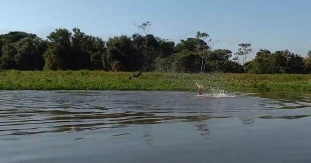 Дельфины "поиграли в футбол" электрическим угрем на реке в Бразилии Угорь, видео, дельфин, дикие животные, животные, прикол, река, рыба
