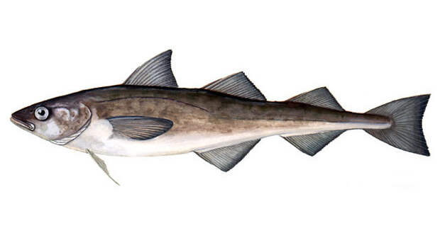 Рыба Дальнего Востока: виды, названия и фото