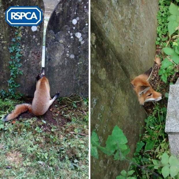 В Великобритании спасли лису, которая застряла между надгробий на кладбище