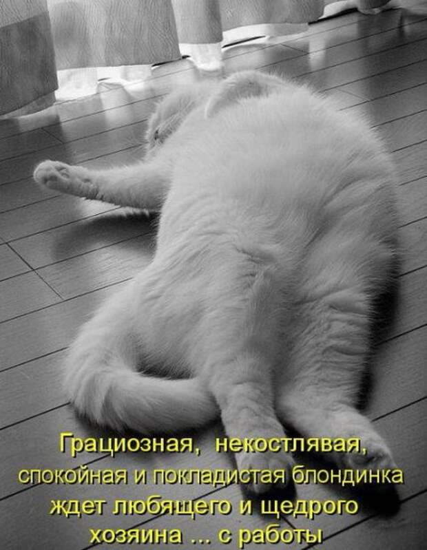 Весёлые свежие котоматрицы (118 фото)