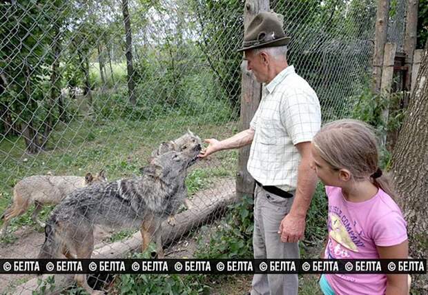 Белорусская семья вырастила стаю волков белоруссия, семья, стая, волки
