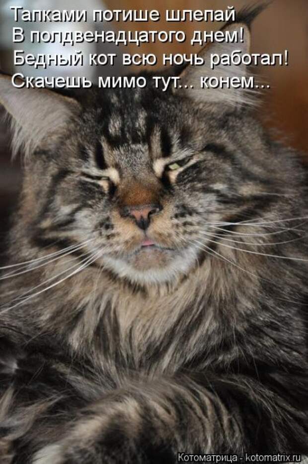 Лучшие котоматрицы недели Лучшие котоматрицы недели