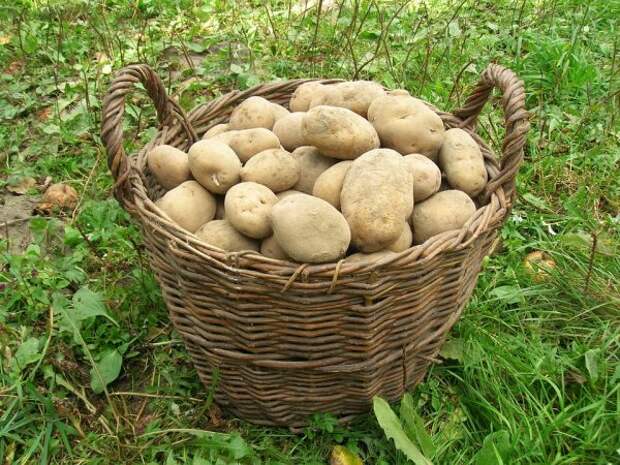 хранение картофеля 