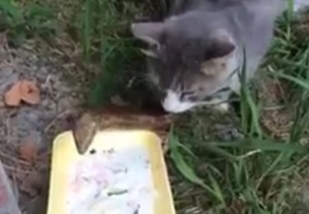 В Сочи сняли на видео как кошка и безногая ящерица желтопузик вместе пьют из миски