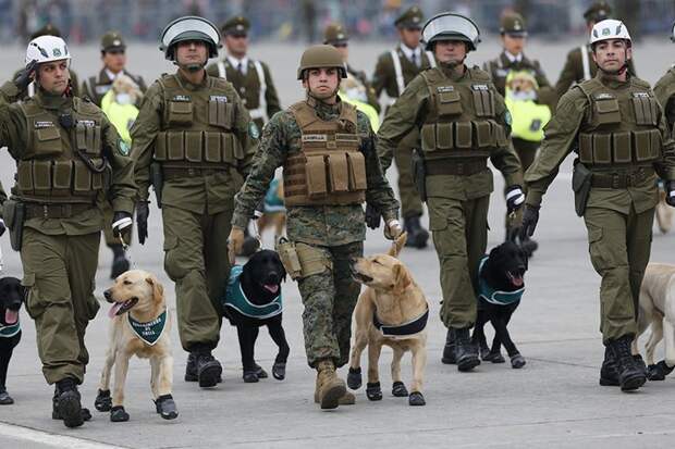 Чилийские полицейские вышли на парад с песиками в ботиночках и порвали мимиметр зрителей Chilean Military Parade, Puppies, Santiago, ynews, парад, чили, щенки