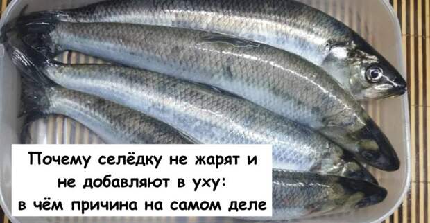 Почему селёдку не жарят и не добавляют в уху: в чём причина на самом деле