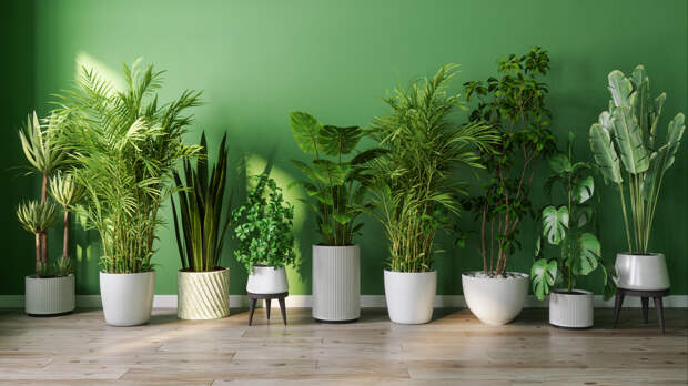 Как понять, что растению тесно в горшке