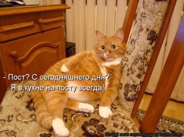 Отличная коллекция котоматриц (25 шт)